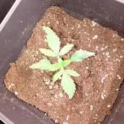 Mendo Cherry Cookies Auto Fastbuds