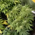 Green Gelato Auto RQS