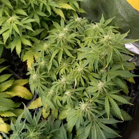 Green Gelato Auto RQS