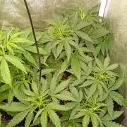 Space Cookies Auto Delicious Seeds