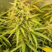 Apple Strudel Auto Fastbuds