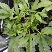 Purple Lemonade Auto RQS