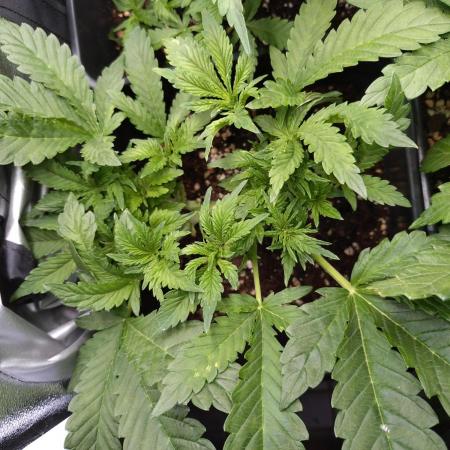 Purple Lemonade Auto RQS