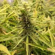 Mango Cherry Runtz Auto Fastbuds