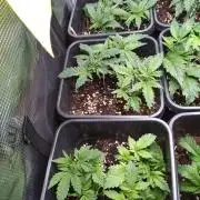 Grape Pop Rocks Auto Anesia Seeds