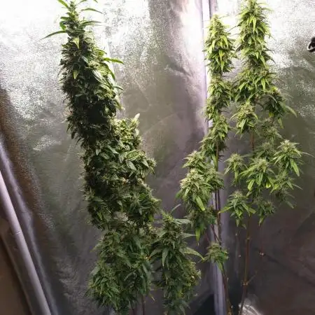 Wedding Cake Auto Barneys Farm