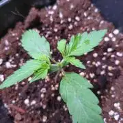 Strawberry Cheesecake Auto Barneys Farm