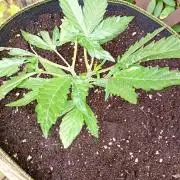 Outdoor Mango Frost Auto Fastbuds