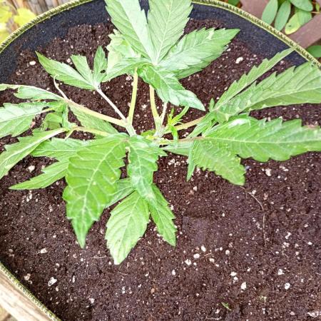 Outdoor Mango Frost Auto Fastbuds