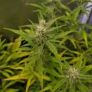 Thin Mint x Sour Pinot Auto Barneys Farm