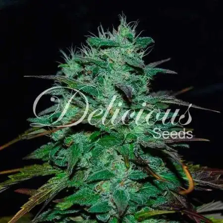 Space Cookies Auto Delicious Seeds