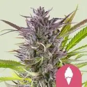 Green Gelato P#2 Royal Queen Seeds