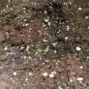 Pistachio Churro Auto Anesia Seeds