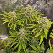 Banana Purple Punch Auto Fastbuds