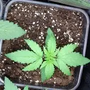 Orange Sherbet FF P#2 Fastbuds