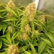 Space Cookies Auto Delicious Seeds