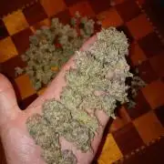 Green Gelato P#1 Royal Queen Seeds