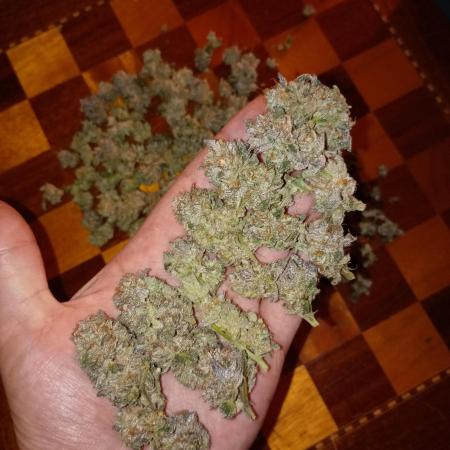 Green Gelato P#1 Royal Queen Seeds