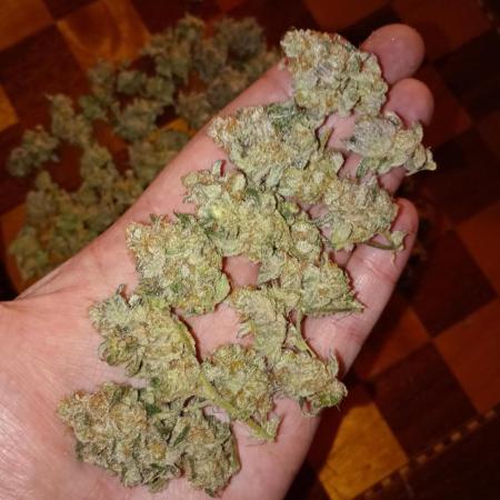 Green Gelato P#2 Royal Queen Seeds