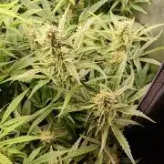 Green Gelato Auto RQS