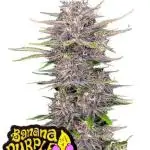 Banana Purple Punch Auto Fastbuds