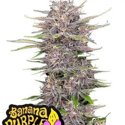 Banana Purple Punch Auto Fastbuds