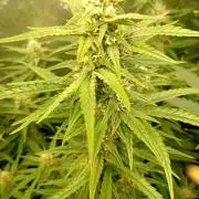 Apple Strudel Auto Fastbuds