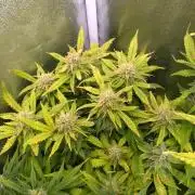 Grape Pop Rocks Auto Anesia Seeds