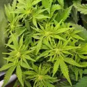 Grape Pop Rocks Auto Anesia Seeds