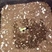 Guava Auto RF3 Fastbuds