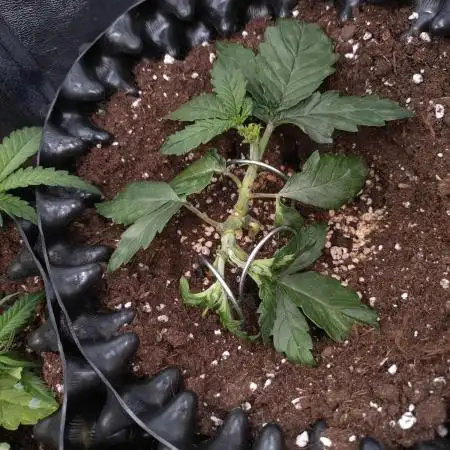 Sticky Broccoli Auto ZMA Eternity Cup'26