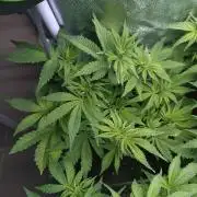 Purple Lemonade Auto RQS