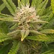 Cherry Cola RF3 Auto Fastbuds