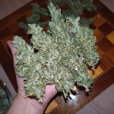 Wedding Cake Auto Barneys Farm