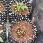 Wedding Cake Auto Barneys Farm