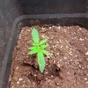 Mangosteen Glitch Auto