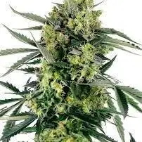 Blueberry Candiez Auto Sensi Seeds