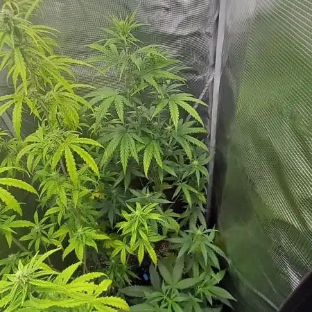 Wedding Cake Auto Barneys Farm