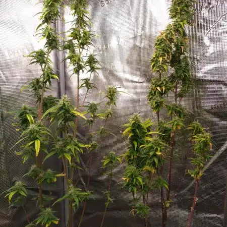 Wedding Cake Auto Barneys Farm