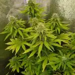 Gelonade Auto Zamnesia