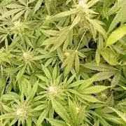 Lemon Cherry Gelato P#2 Barneys Farm
