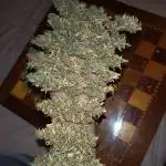 Grandmommy Purple Auto Herbiesseeds