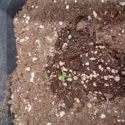 Mangosteen Glitch Auto