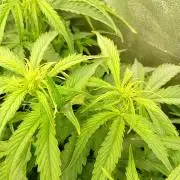 Glowberry Rush Auto Anesia Seeds