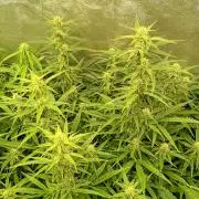 Apple Strudel Auto Fastbuds