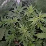 Cinderella Auto Fastbuds