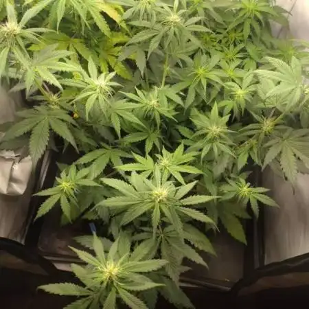 Fat Banana Auto RQS
