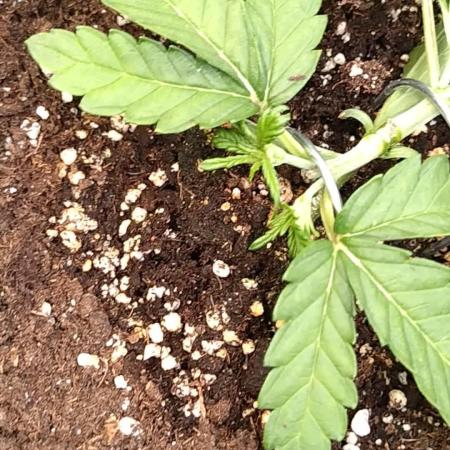 Cherry Cola RF3 Auto Fastbuds