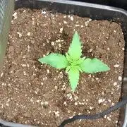 Orange Sherbet FF P#2 Fastbuds