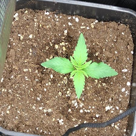 Orange Sherbet FF P#2 Fastbuds